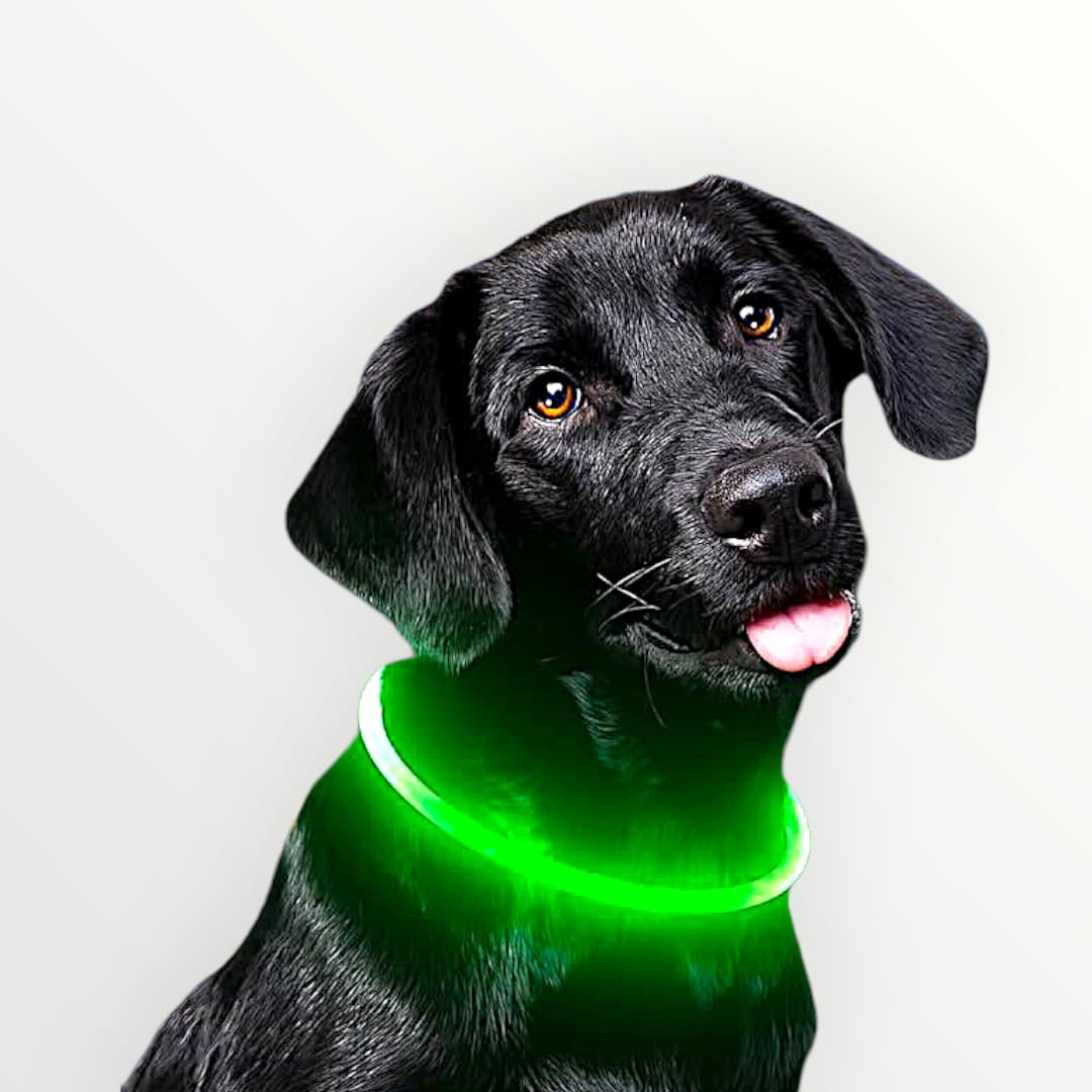 Collar luz led recargable