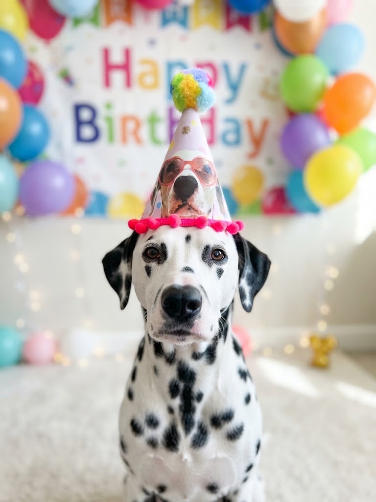 Banderín y Gorro de Cumpleaños Para Mascota