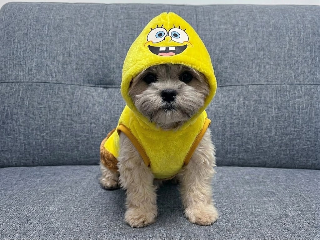 Suéter Bob Esponja Para Mascota