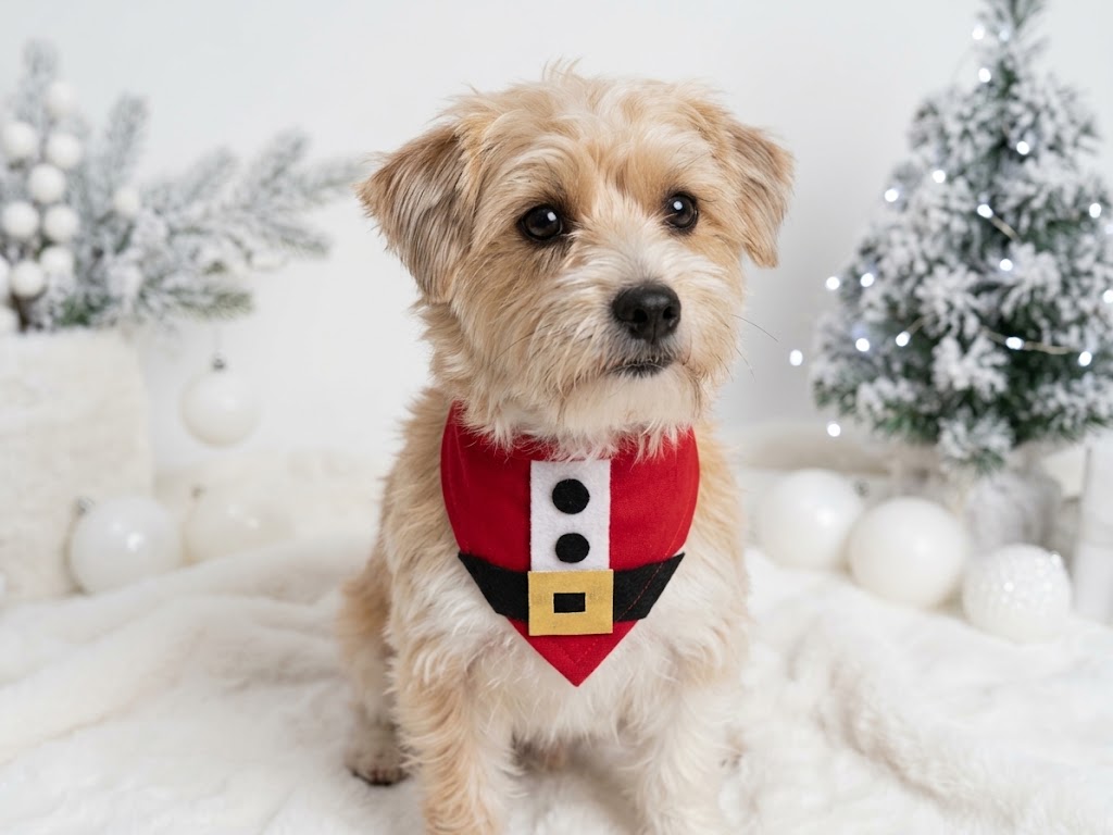 Paquete de paliacates Santa claus para mascota