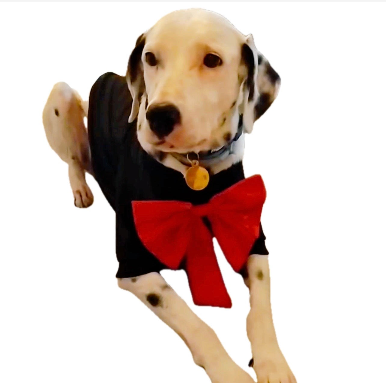 Disfraz cat in the hat para mascota