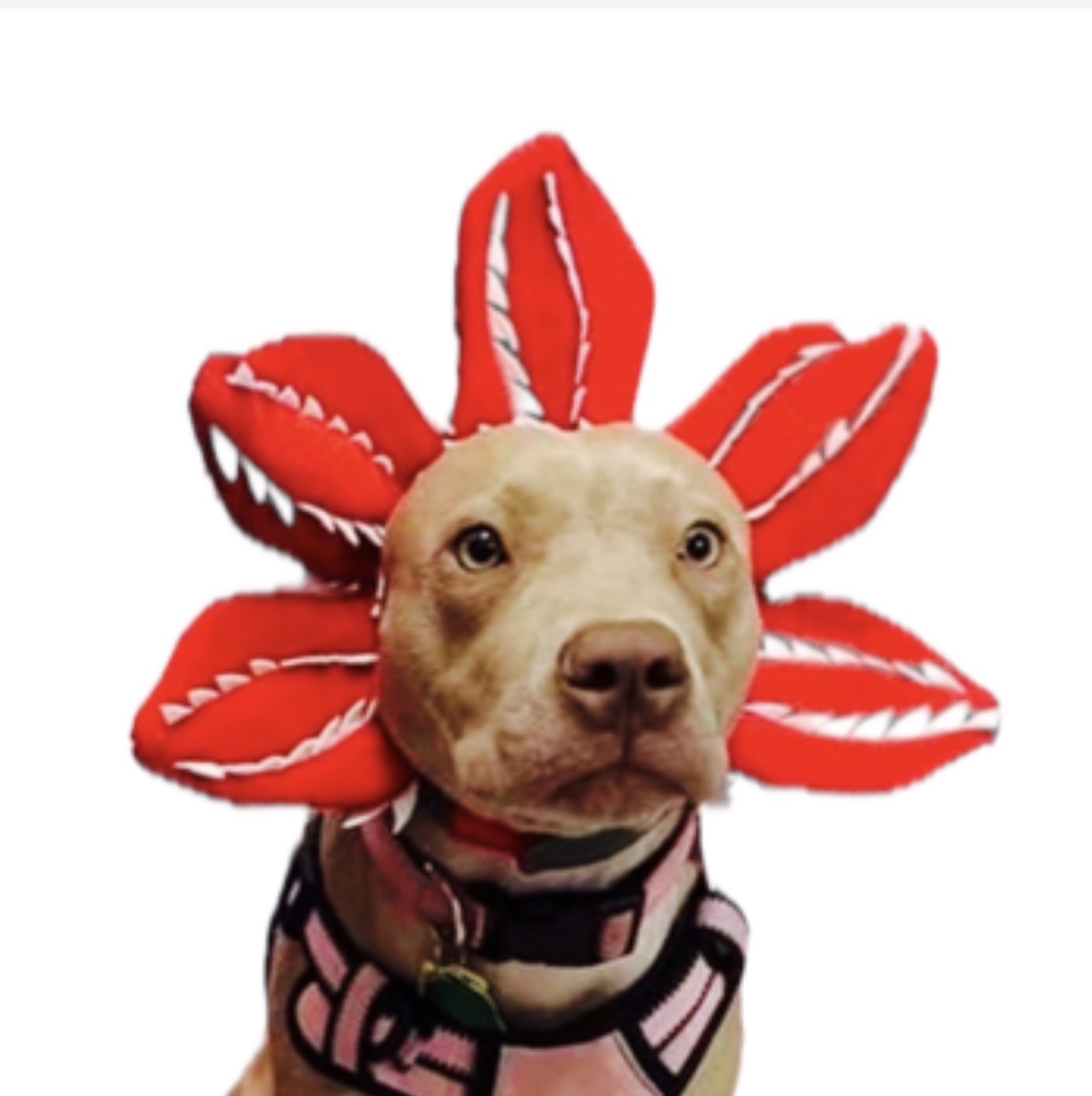 Disfraz de Demogorgon para perro