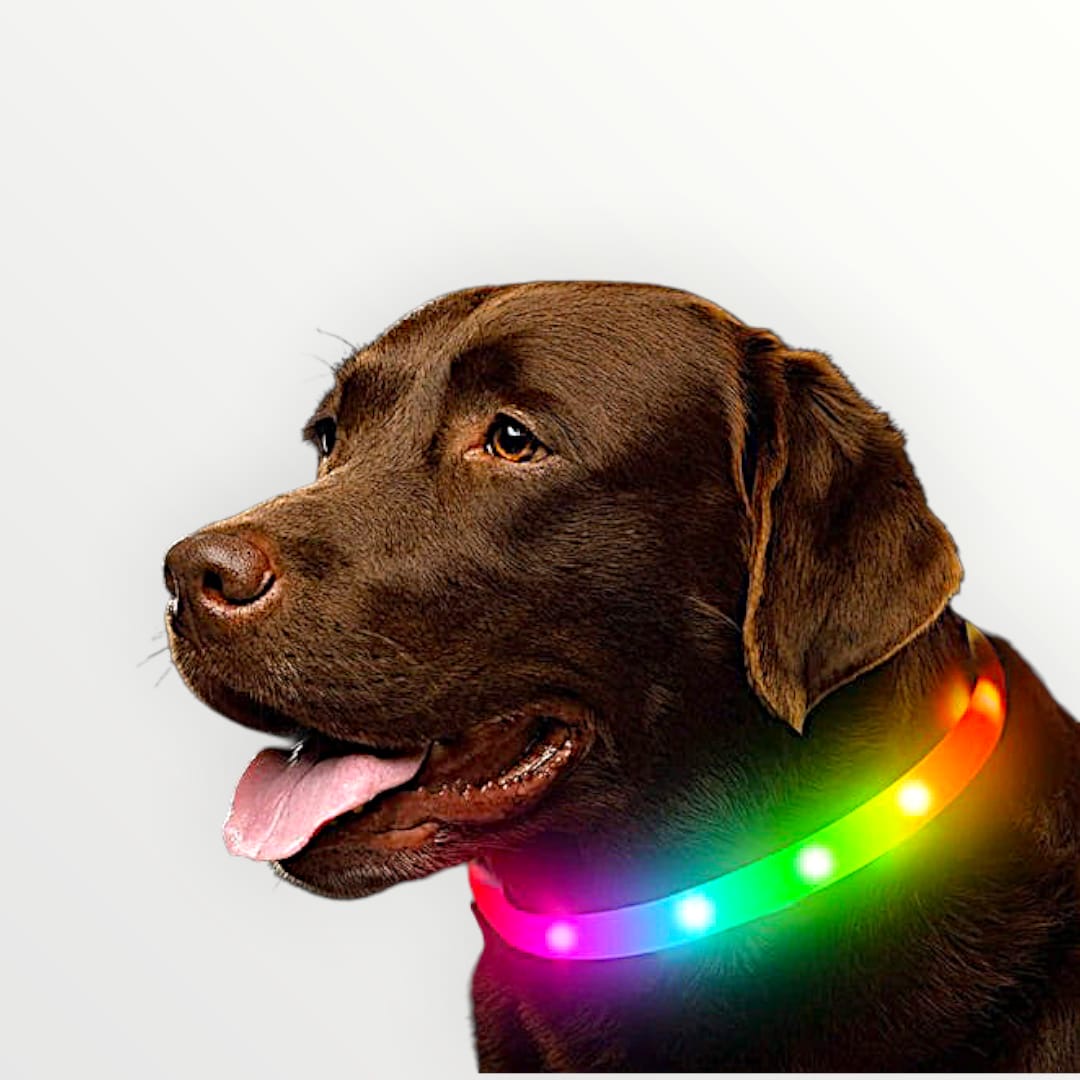 Collar luz led recargable