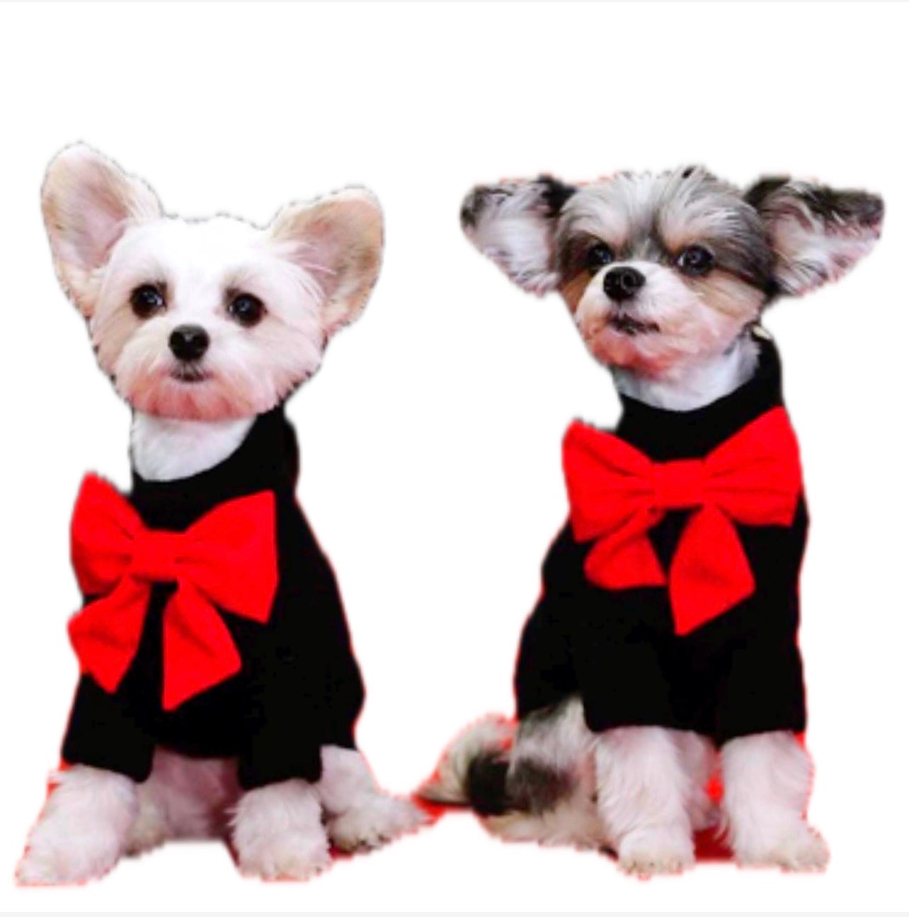 Disfraz cat in the hat para mascota