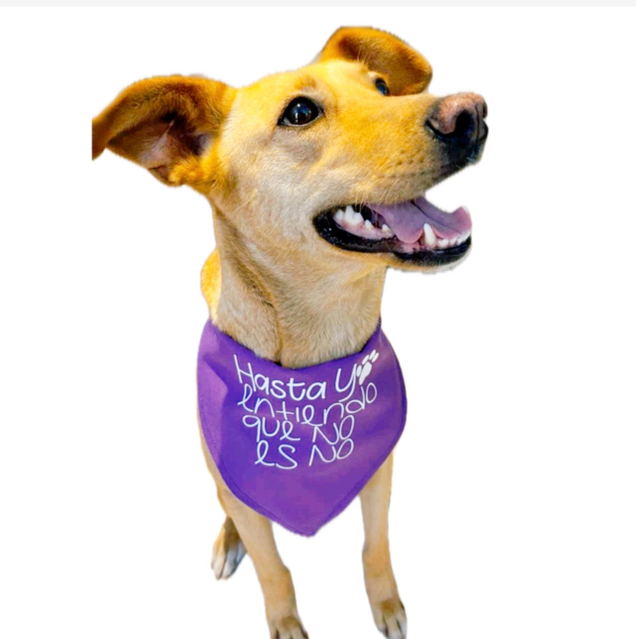 Bandana Dia de la mujer #8M