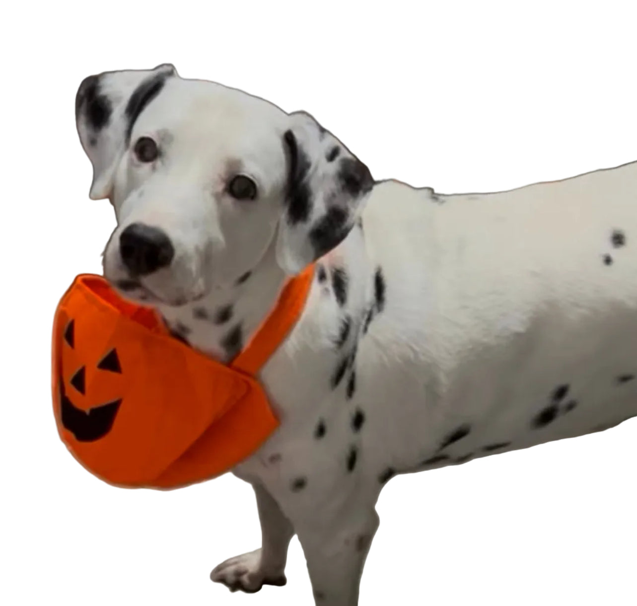 Canasta de calabaza para treats