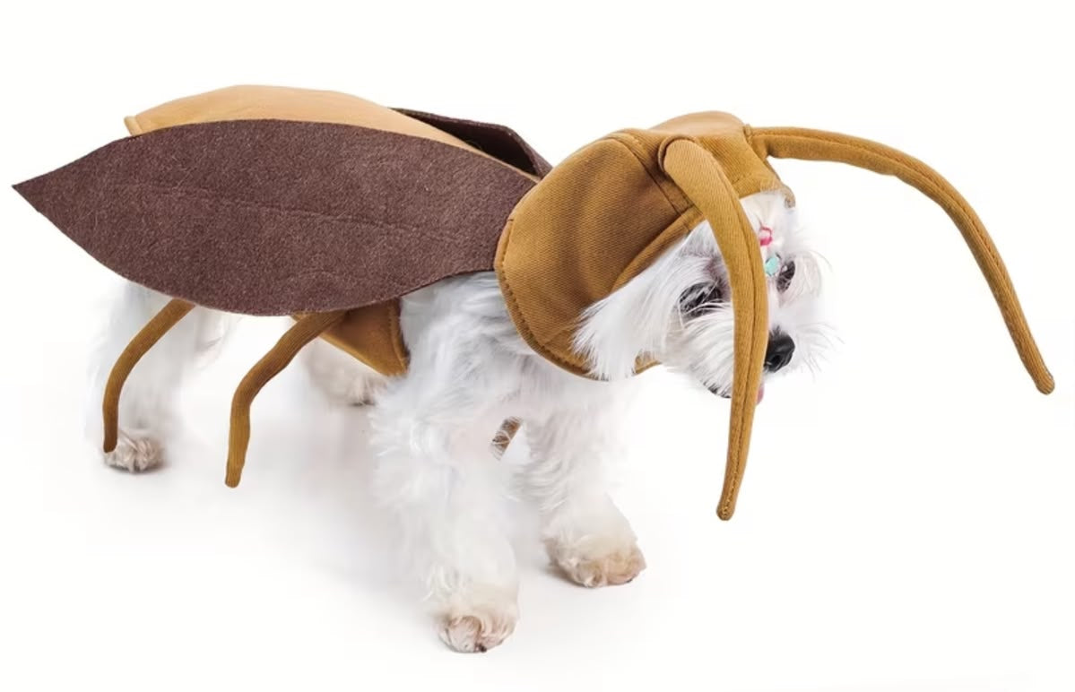 Disfraz de Cucaracha